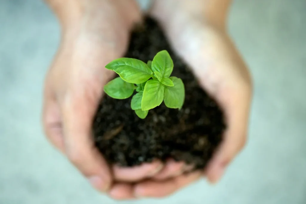 protein from plants